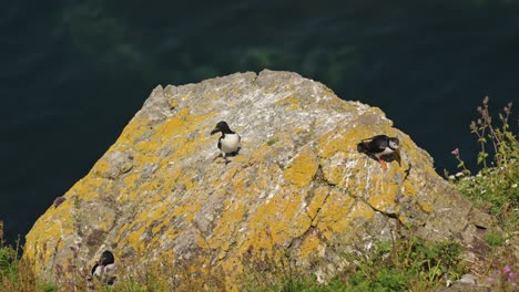 puffin and guillemot on skomer island in wales, uk birds and wildlife on the coast, perching on rocks