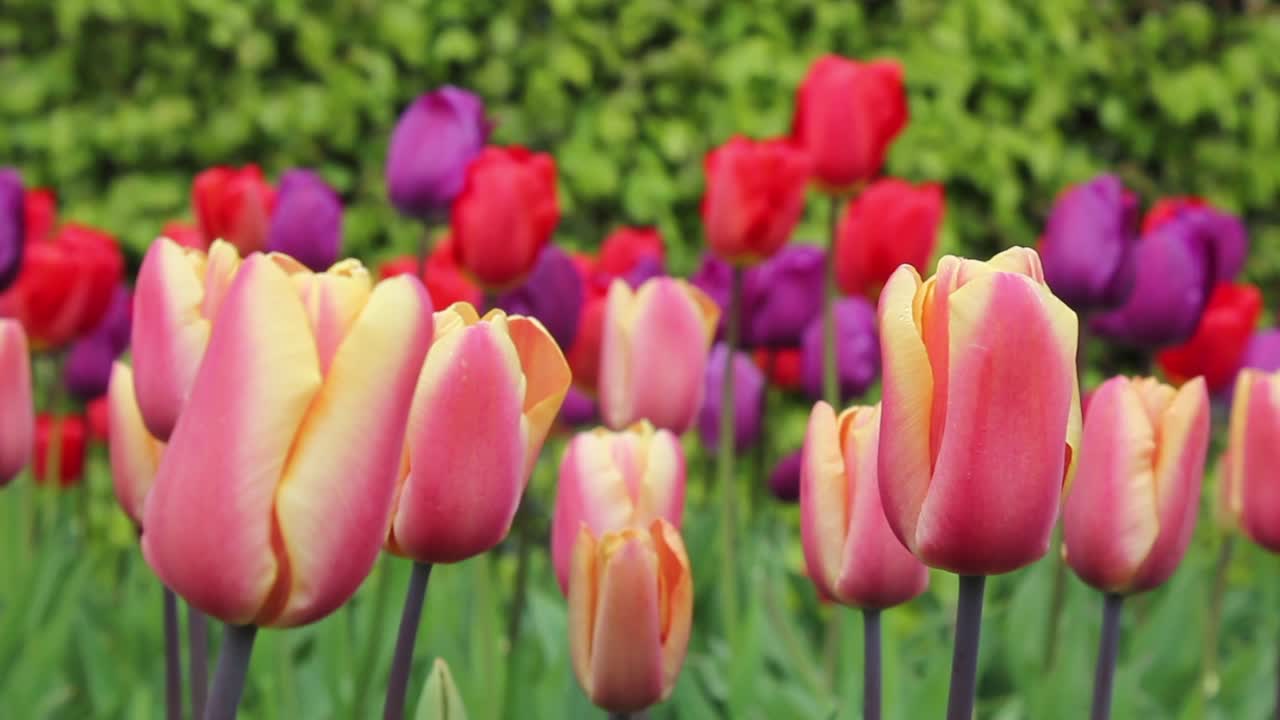 Tulipani vivaci rossi, viola e gialli che ondeggiano in un giardino primaverile.