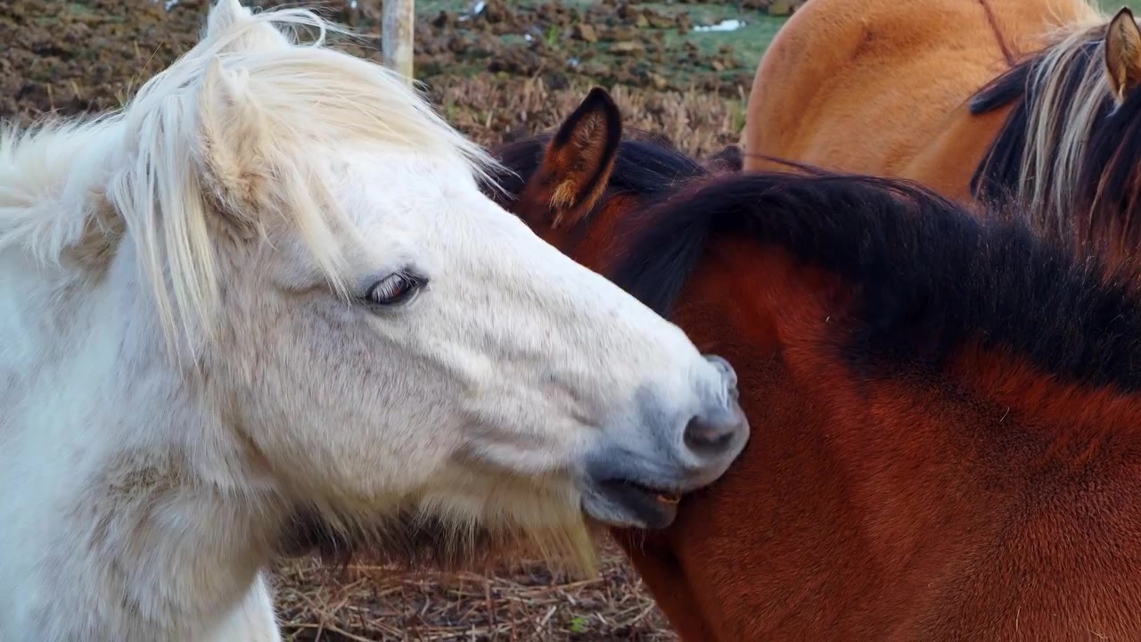Cavalo branco acaricia suavemente cavalo marrom. O cavalo marrom se aproxima, com os olhos semicerrados. Um momento natural e calmo entre um rebanho pastando. Ideal para temas de fazenda, cuidado animal ou cenas pacíficas. Os cavalos parecem contentes