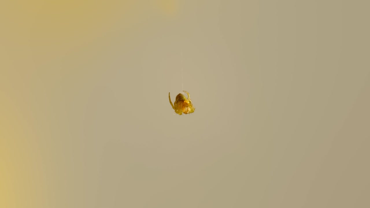 Vista macro di un ragno che dorme appeso al suo filo di ragnatela LOOP 4k