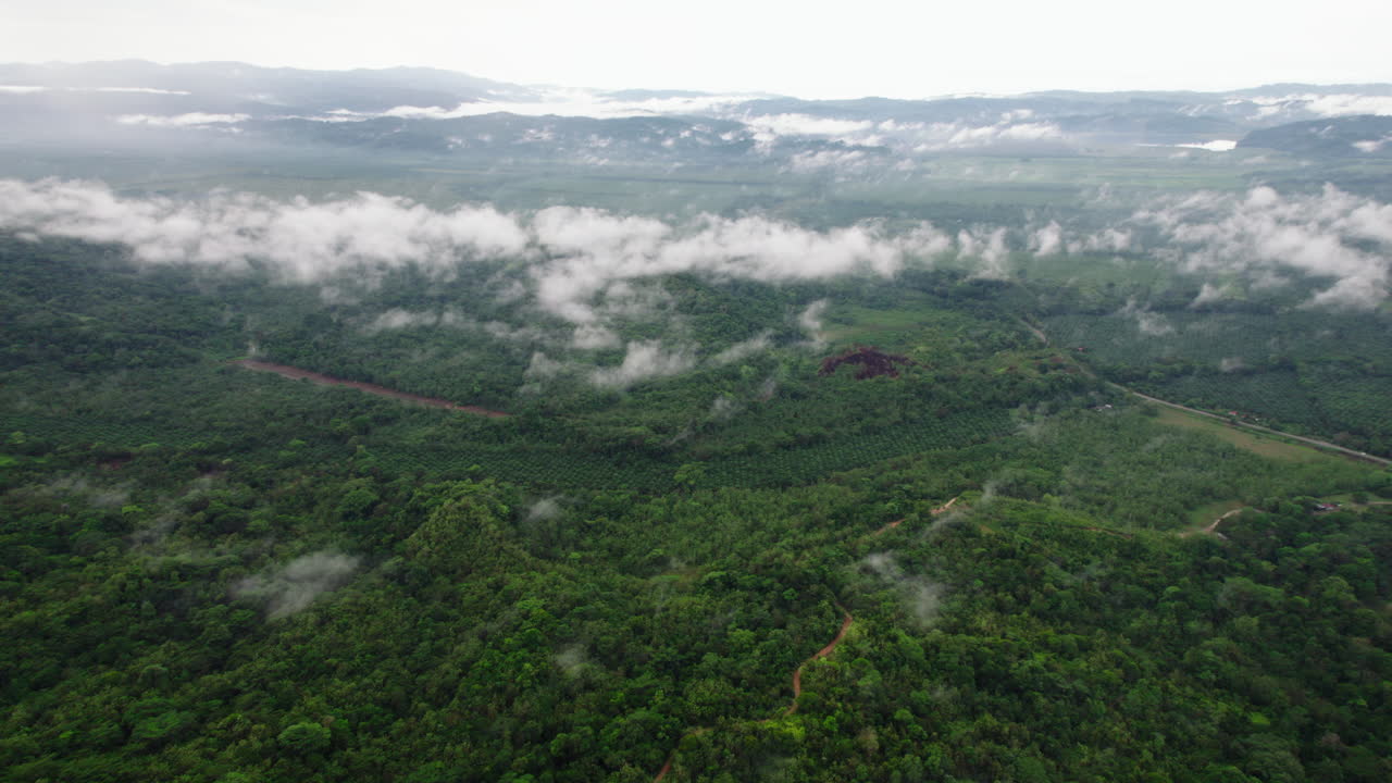 vuela por encima de los árboles verdes en el bosque tropical