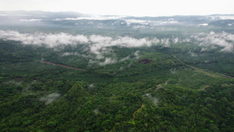 Fliegen-Sie-über-Grüne-Bäume-Im-Tropischen-Wald