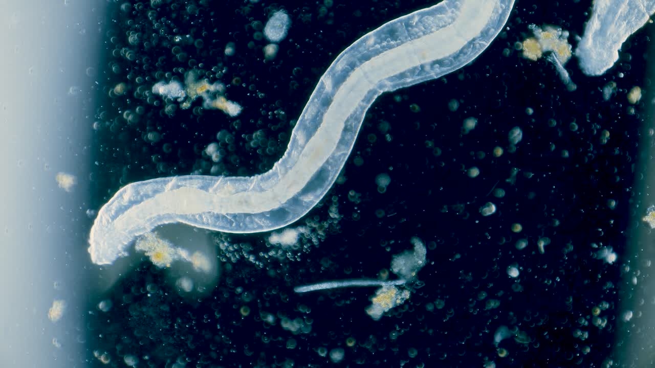 Transparent tiny water worm, zooplankton under microscope