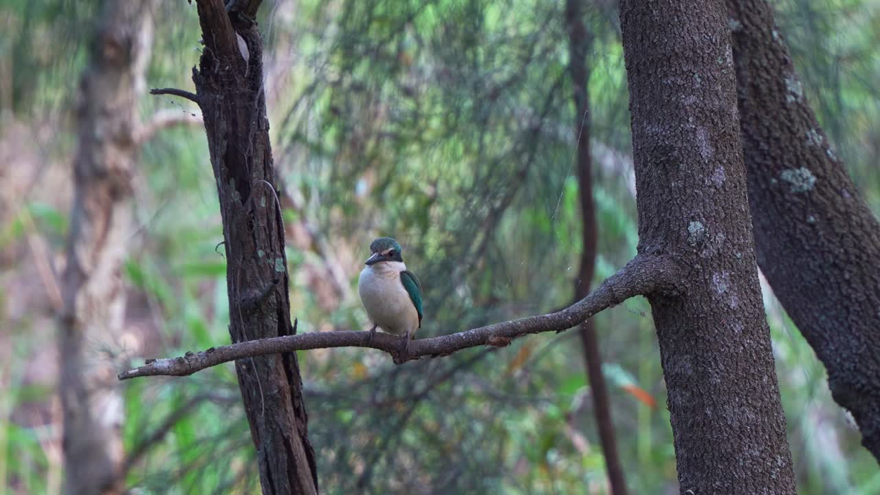 A wild kingfisher perched on a branch, with a soft-focus background of trees and foliage, curiously surveying the surroundings, close up shot