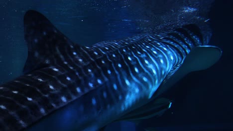 whale shark swimming gracefully in the ocean depths