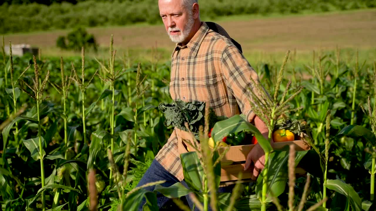 cámara lenta de cerca toma lateral del granjero sosteniendo una caja de verduras orgánicas mirando a la luz del sol agricultura granja campo cosecha jardín nutrición orgánico fresco retrato al aire libre