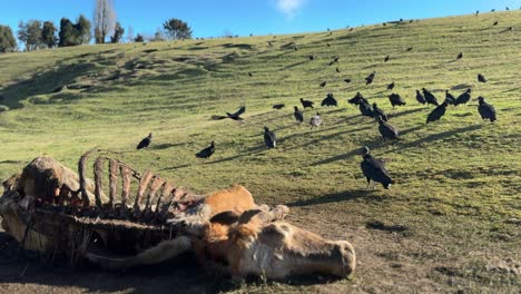 a carcass of a cow being eating by patagonian jotes