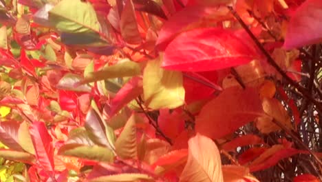 hojas rojas de color otoñal