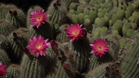 Rebutia-Krainziana-Kakteenpfanne-Rechts