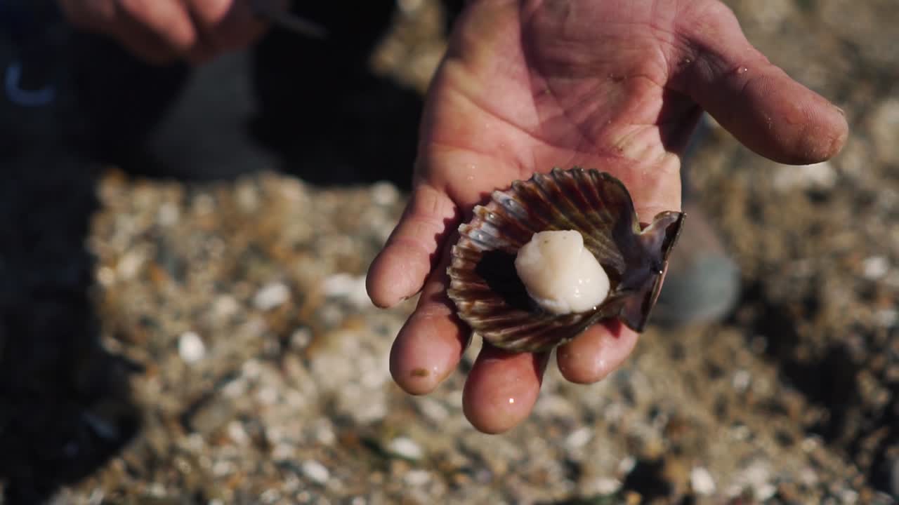 날카로운 칼을 사용하여 갓 잡은 가리비를 여는 남자