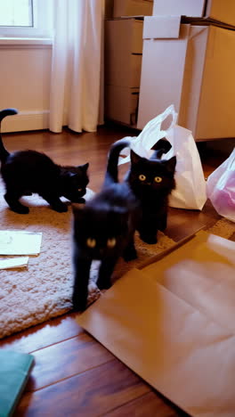 black kittens playing in a room with boxes and plastic bags