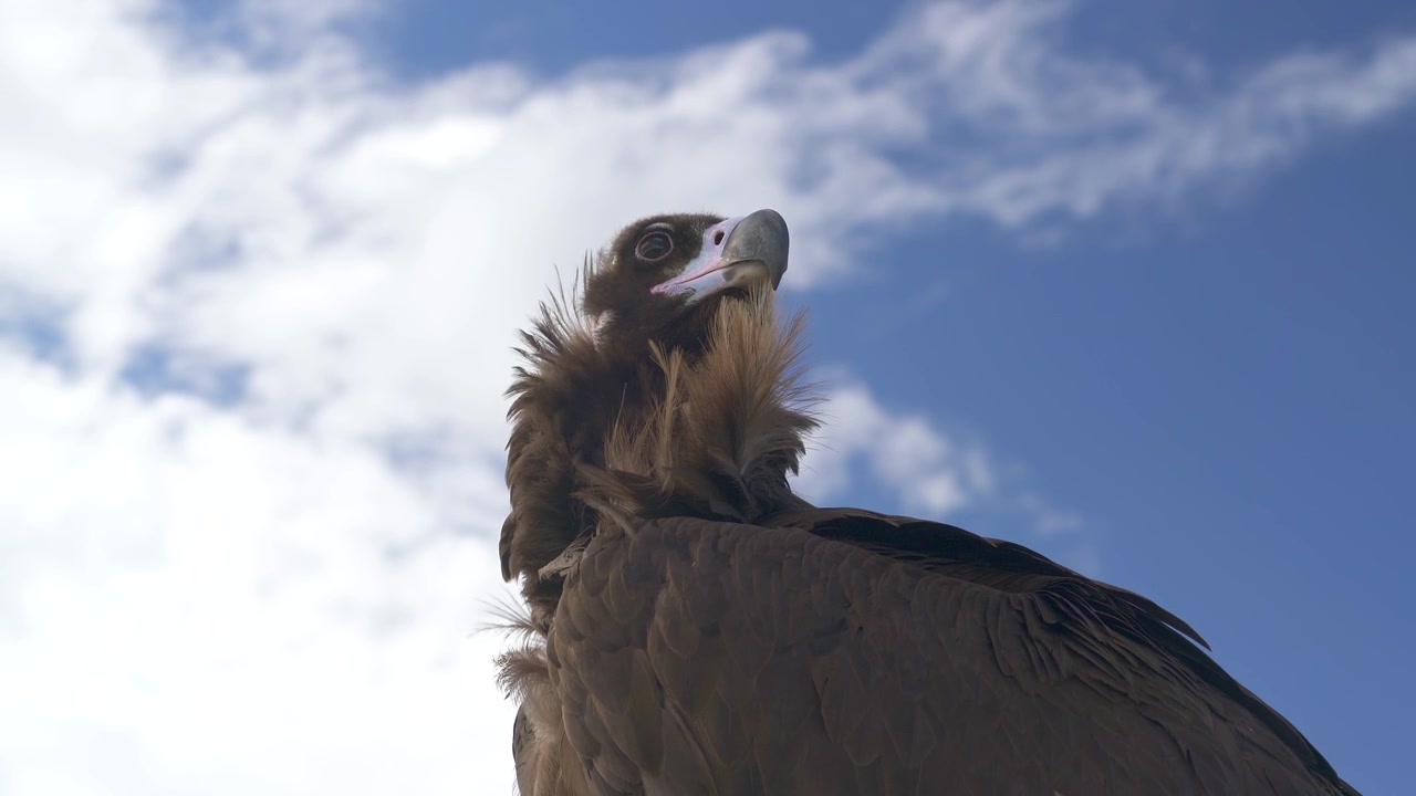 Primo piano cinematografico di un maestoso avvoltoio monaco contro un cielo blu
