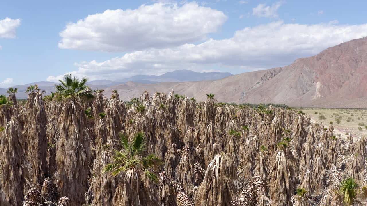 남부 캘리포니아의 안자-보레고 사막 주립 공원에서 죽은 종려나무