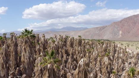 palmeras muertas en el sur de california, parque estatal del desierto de anza-borrego