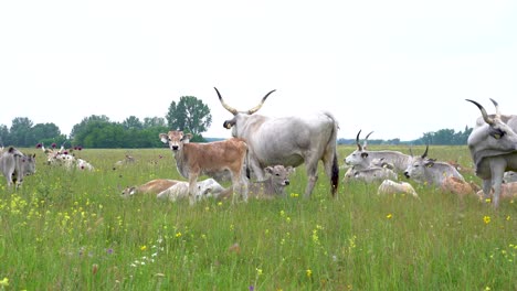 Herd-of-Hungarian-Grey-cattle-grazing-in-grassy-field,-Bugacpuszta,-Hungary