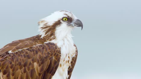 águila-Pescadora-Halcón-Marino-Abriendo-Y-Cerrando-El-Pico-Cerrar