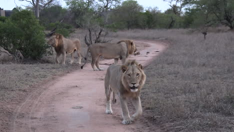 Grupo-De-Leones-Machos-En-La-Sabana