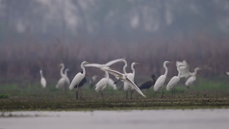 一群起飛的雀鳥