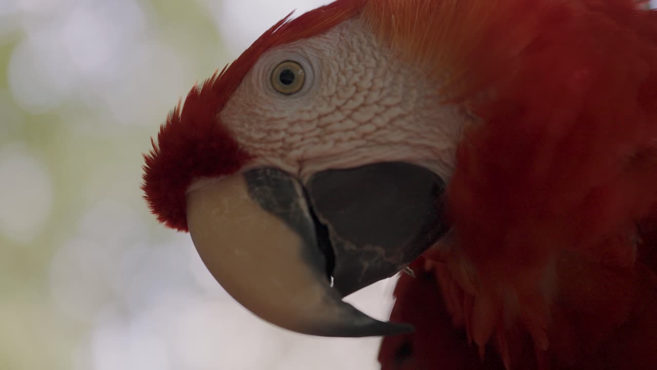 primer plano de cabeza de guacamayo rojo en fondo borroso