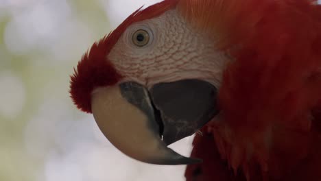 Primer-Plano-De-Cabeza-De-Guacamayo-Rojo-En-Fondo-Borroso