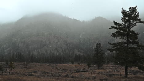 In-Winter's-Hold:-A-Forest-of-Frosted-Pines