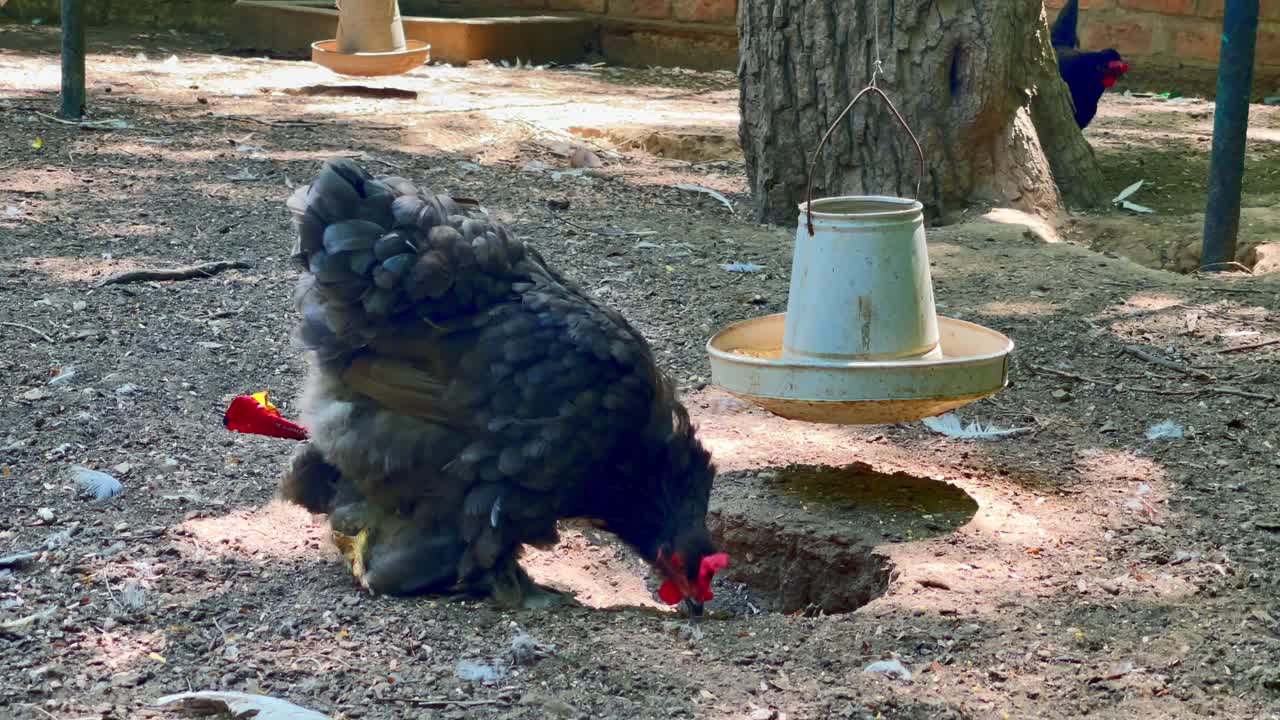 View of a turkey grazing in a zoo of Karachi, Pakistan