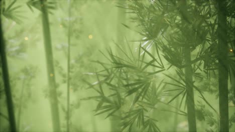 asian bamboo forest with morning fog weather