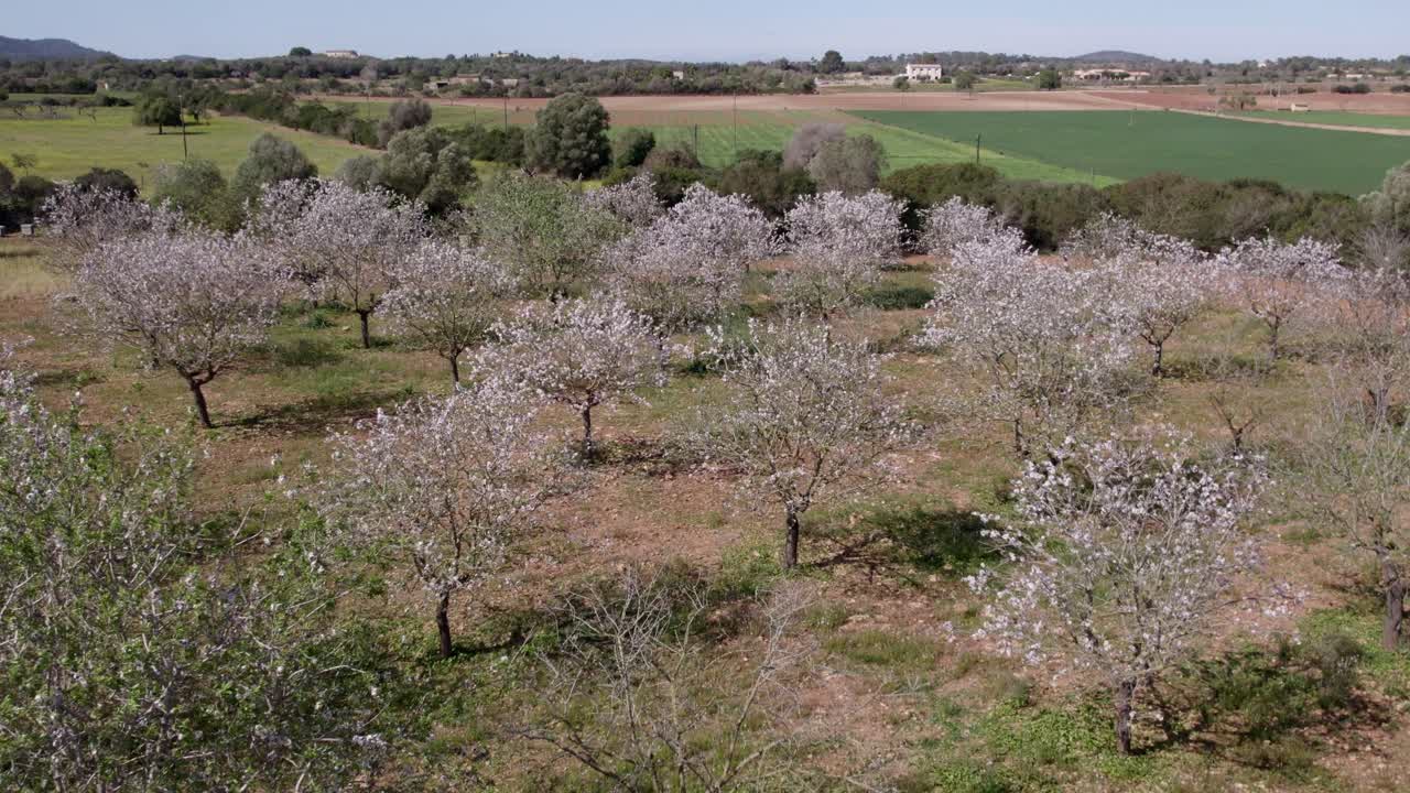 Fiori rosa in un prato rurale, Manacor, Maiorca, Spagna