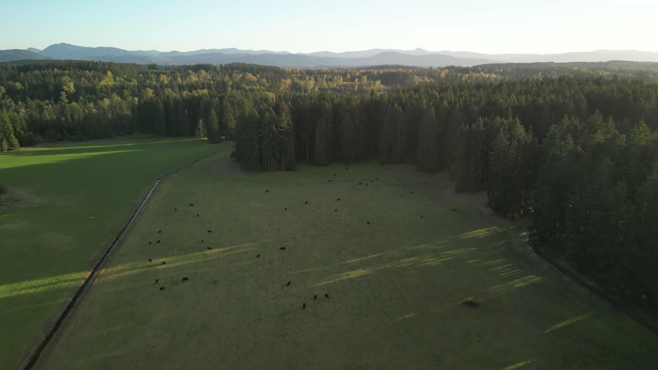 Drone aerial of open pasture and pine forest at sunset in rural wilderness setting