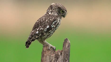 Cute-Little-Owl-lands-on-wooden-perch,-jumps-forward