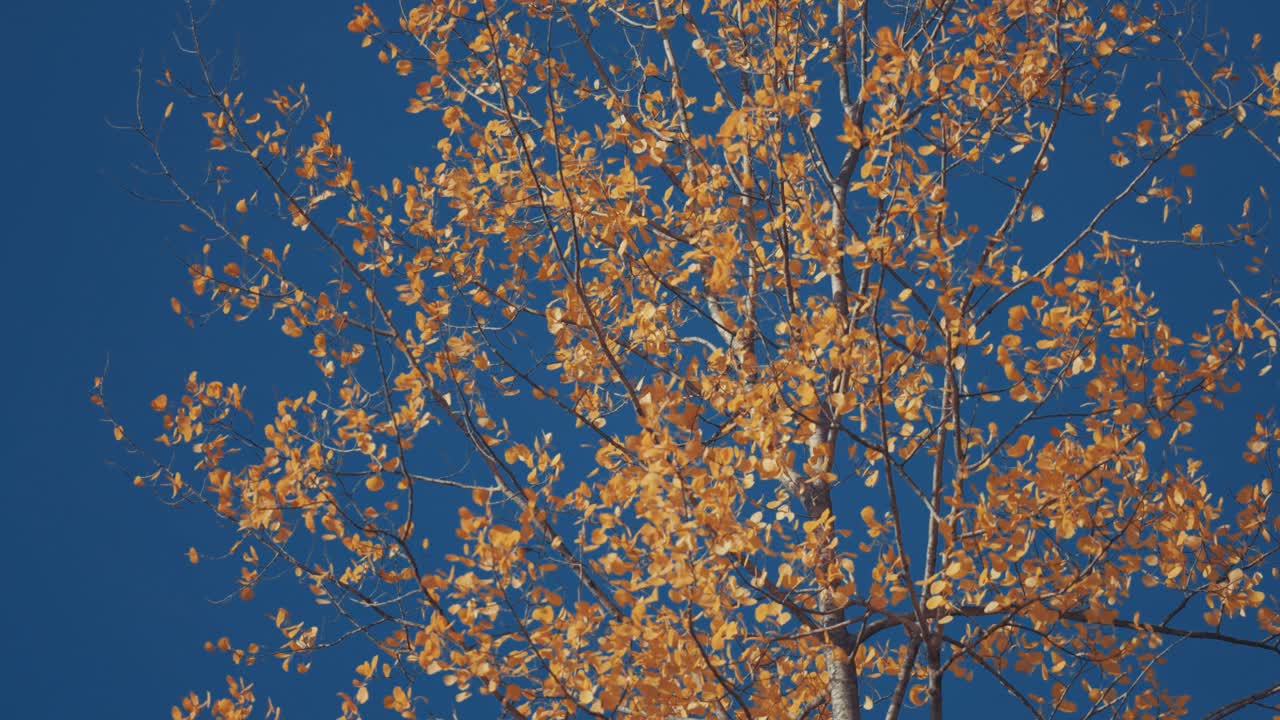 밝은 오렌지색 아스펜 잎이 바람에 떨고 있습니다.