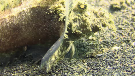 detail of spiny devilfish's pectoral fin while moving forward