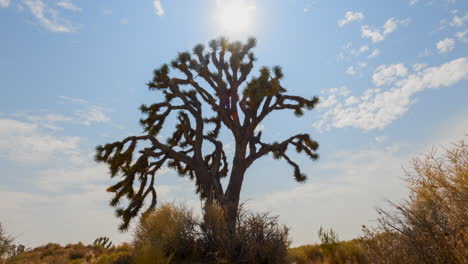 Wolken-Rasen-In-Diesem-Wüsten-Zeitraffer-Hinter-Einem-Joshua-Tree-über-Den-Himmel-–-Parallax-Effekt-Herauszoomen