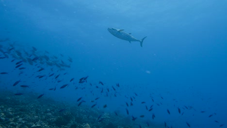 atún diente de perro en aguas tropicales claras disparó contra la superficie del océano pasando lentamente por encima de un arrecife de coral en el pacífico sur