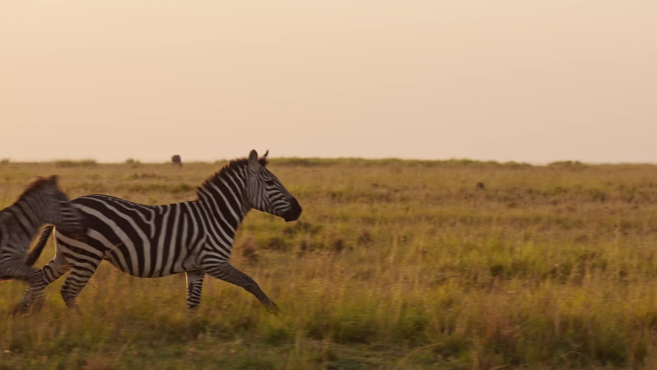 Slow Motion of Zebra Herd Running, Africa Animals on Wildlife Safari in Masai Mara in Kenya, Galloping in Beautiful Maasai Mara in Golden Hour Sunset Sun Light, Steadicam Tracking Gimbal Shot