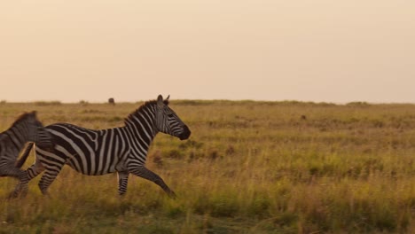 Zeitlupe-Einer-Laufenden-Zebraherde,-Afrikanische-Tiere-Auf-Wildtiersafari-In-Der-Masai-Mara-In-Kenia,-Galoppieren-In-Der-Wunderschönen-Masai-Mara-Im-Goldenen-Sonnenuntergangslicht-Der-Stunde,-Steadicam-Tracking-Gimbal-Aufnahme