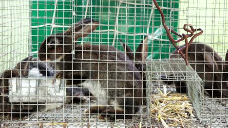 cute brown bunny rabbit feeding in cage