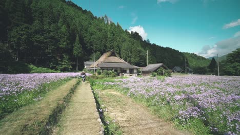 niña caminando en el campo de hermosos y florecientes asteres con una choza de paja y las montañas verdes en el fondo en kitayama yuzengiku en shiga, japón