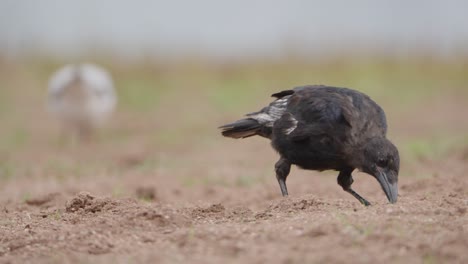 el cuervo común busca comida en el suelo