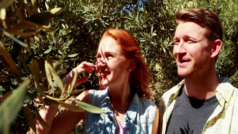 happy couple examining olives on plant 4k