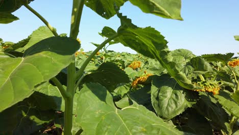 agricultural field of sunflowers. shooting in the summer in the countryside.