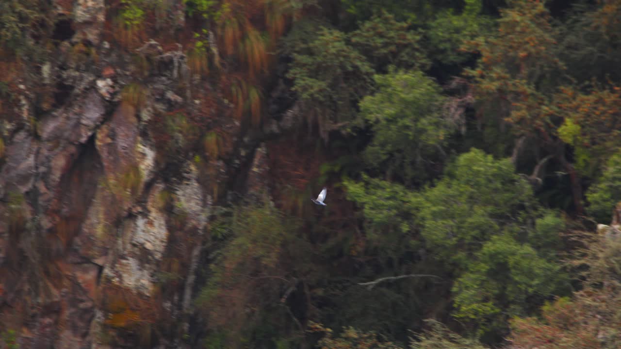 Una paloma solitaria volando por encima del dosel hacia las montañas, toma abierta