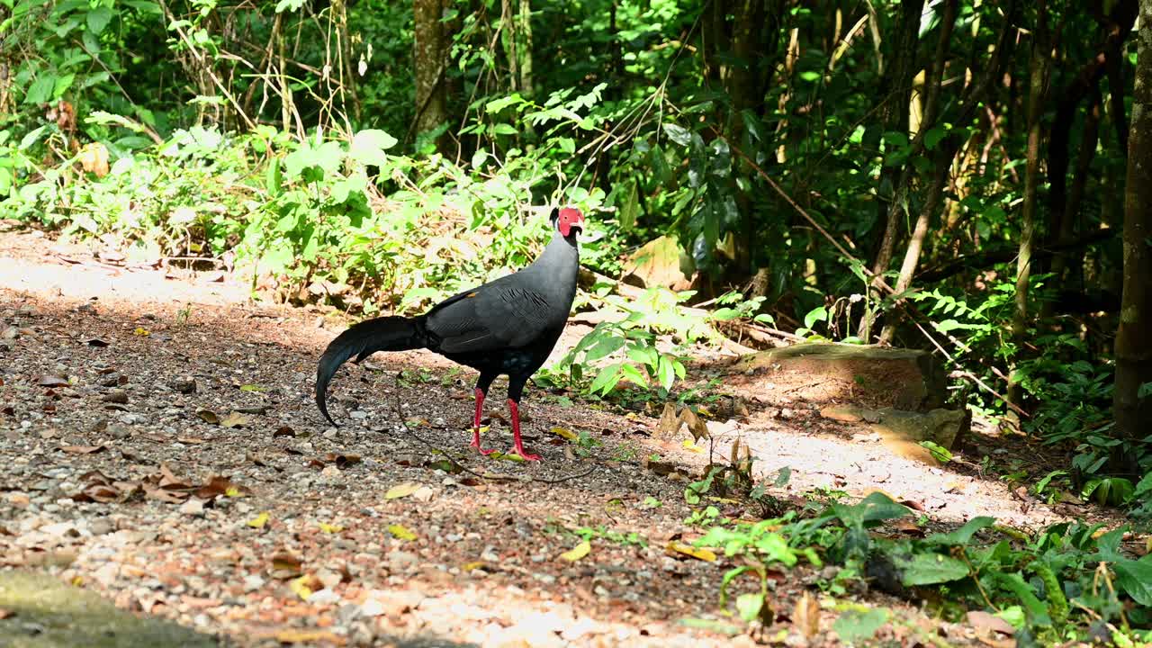 visto en el borde del bosque mirando a su alrededor, hermosa luz matutina y sombras