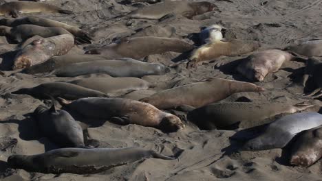 Gruppe-Von-See-Elefanten,-Die-Sich-Auf-Dem-Strandsand-Ausruhen-Und-Sonnen