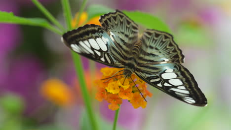 Macro-shot-of-moving-butterfly-on-colorful-blooming-flower-petal-in-nature-during-spring-season