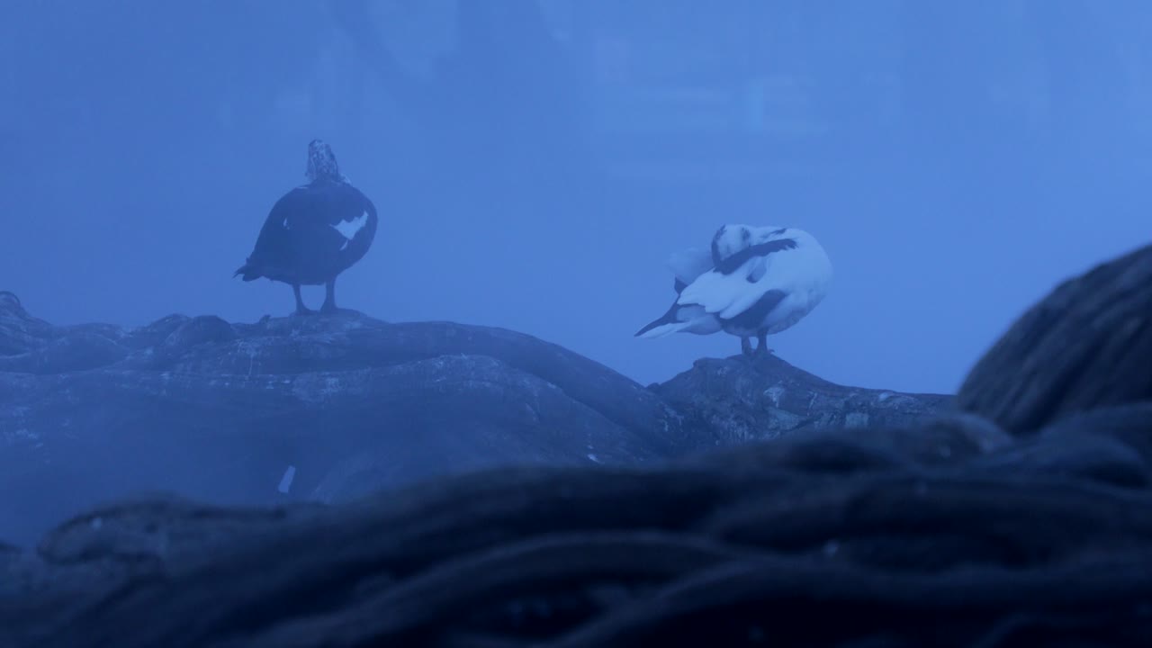 Some ducks resting during the early morning in Lake Camécuaro. 4k 24fps.Algunos patos descansando durante la madrugada en el Lago de Camécuaro, ubicado en Tangancícuaro, Michocán en México.