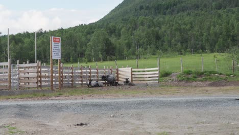 herd of black sheep resting by the wooden fence at the farm in norway