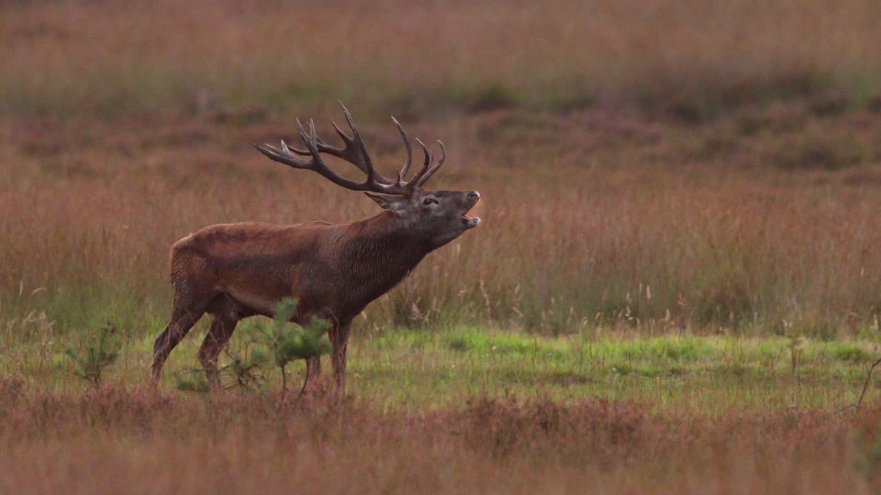 ciervo rojo en un prado