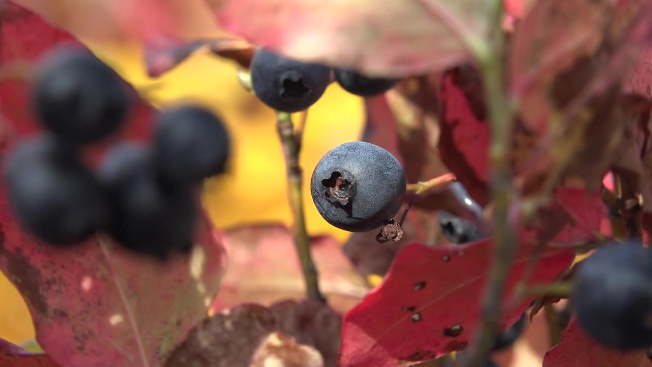 Primo piano di mirtilli maturi su un cespuglio in autunno