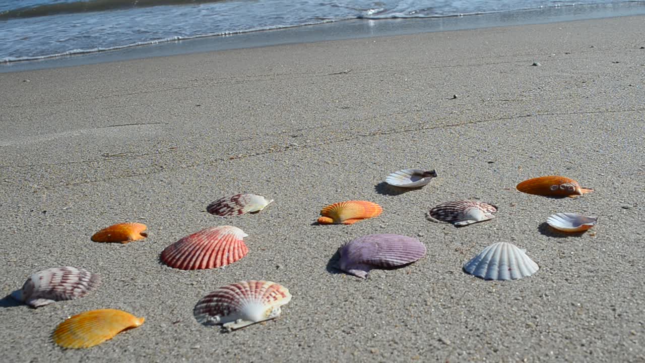 Cockleshells on sand, the beach. Shooting on the beach